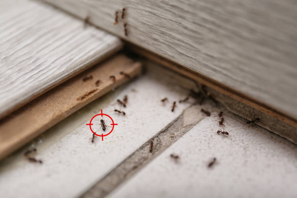 Reliable Sheridan, CO Pest Control Solutions